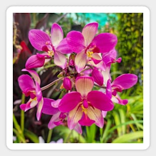 Pink Orchid (Spathoglottis x parsonsii) Magnet